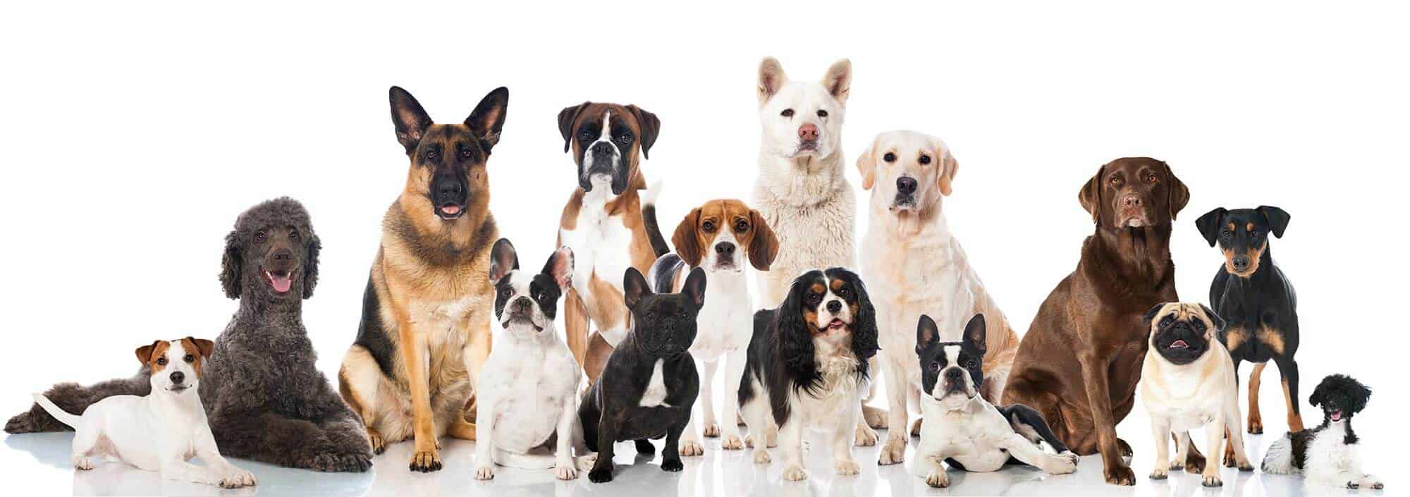 Group of Pets
