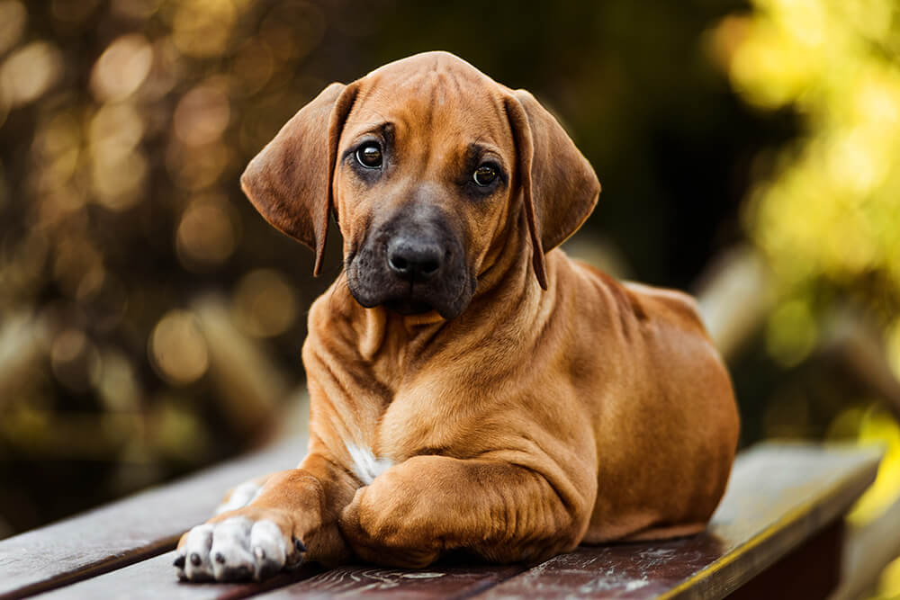 Rhodesian Ridgeback Puppy