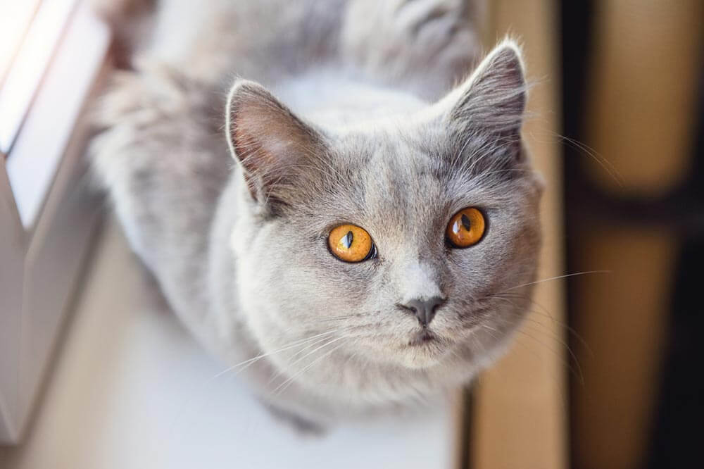 Gray Cat