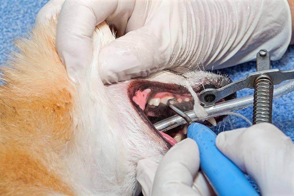 Pet Dental Care Edmonds Veterinary Hospital Edmonds Wa