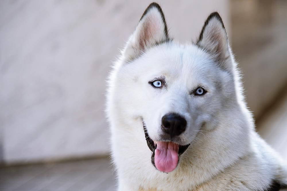 Dog Portrait