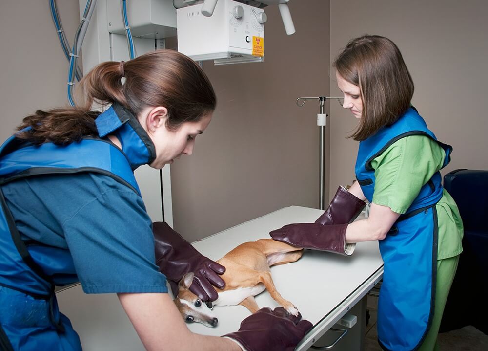 Female Veterinarian Giving Small Dog an X-Ray