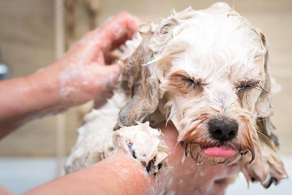 Dog Bath Time