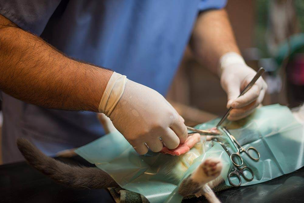 Pet Surgery